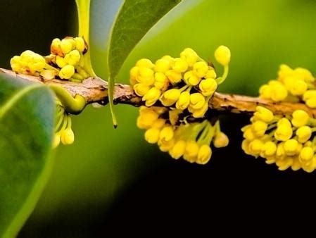 桂花樹 風水|【桂花 風水】「桂花樹」風水禁忌與種植指南，避開。